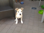 honden foto honden foto van Stephanie