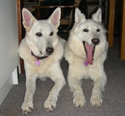 honden foto van Elisabeth Takx