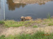 honden foto van Ron Groothuis