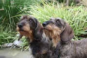 honden foto van Ruwe Rakkers