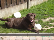 honden foto van christiane