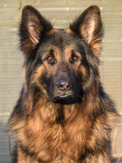 honden foto honden foto van Hetty & Skipper