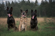 honden foto van Dutchshepherdteam 