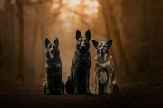 honden foto van Dutchshepherdteam 