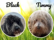 honden foto honden foto van sylvia