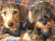 honden foto van Elly Robijn