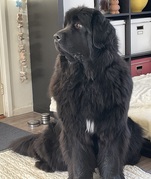 honden foto honden foto van Willemijn - baasje van Vika . Bams en Ogin ¥ .