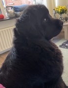 honden foto honden foto van Willemijn - baasje van Vika . Bams en Ogin ¥ .