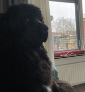 honden foto honden foto van Willemijn - baasje van Vika . Bams en Ogin ¥ .