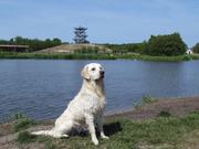 honden foto van Renee Stellingwerf