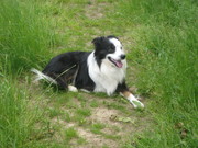 honden foto van Ronald_bemelmans@hotmail.nl