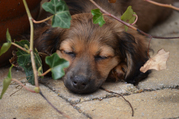 honden foto van Petra Maas