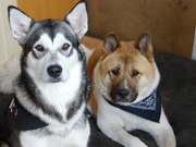 honden foto van Terry Mehciz