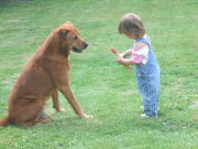honden foto honden foto van wendy