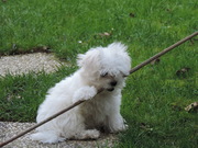 honden foto van Nadine 