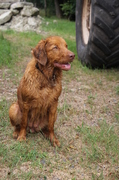 honden foto van Tine Lepeire