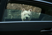 honden foto van Nada Boeyink