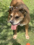 honden foto honden foto van Tayco