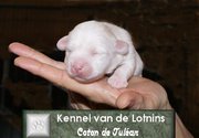 honden foto van Kennel van de Lotnins