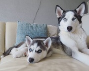 honden foto van Husky Blue en Luna