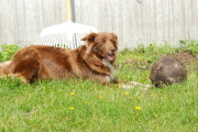 honden foto van Heidi Theunissen