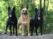 honden foto van Bengeltje