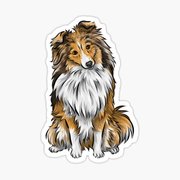 honden foto honden foto van Sheltie