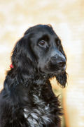 honden foto van Sandra Keyzer