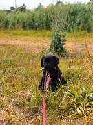 honden foto van Beer labrador/friese stabij 