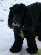 honden foto van Kim