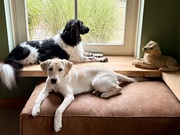 honden foto honden foto van Brenda