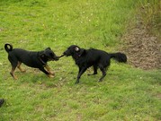 honden foto van Marian