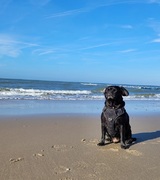 honden foto van Anouk van Botty