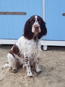 honden foto van connie kievit