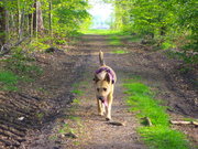 honden foto van Rena's wolf