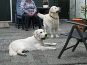 honden foto van Peter van Dijk