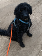 honden foto honden foto van Petra