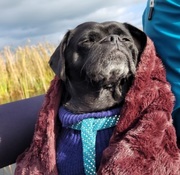 honden foto honden foto van Botteke