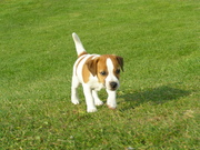 honden foto van Chantal, Tobias en Grover