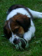 honden foto van Sophie