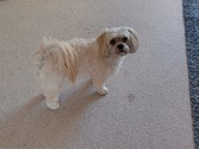 honden foto honden foto van Ineke2