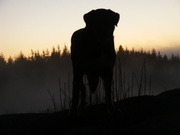 honden foto van boshond