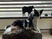 honden foto van Ineke 