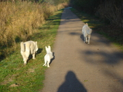 honden foto van Jewel