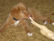 honden foto honden foto van Bianca