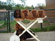 honden foto van roy goumans