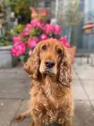 honden foto van Gin