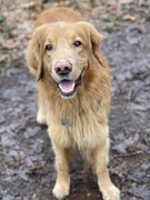 honden foto van Hovawart fan