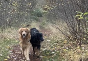 honden foto van Hovawart fan