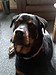 honden foto van chuck de rottie